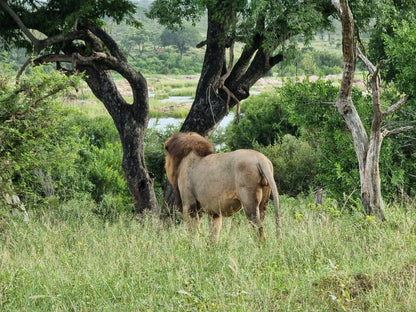  Mjejane Private Game Reserve