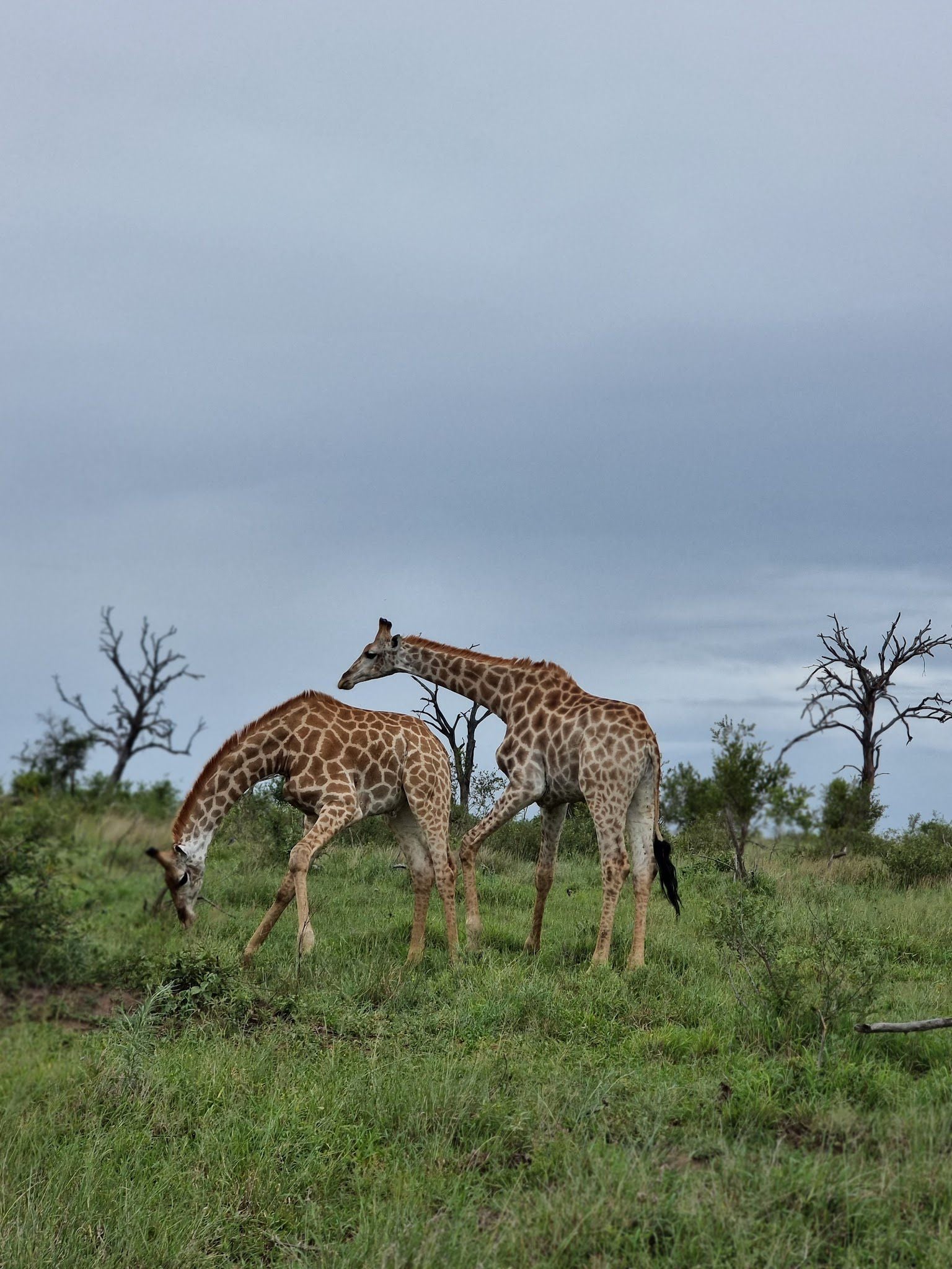  Mjejane Private Game Reserve