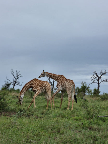  Mjejane Private Game Reserve