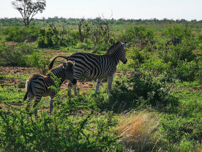  Mjejane Private Game Reserve