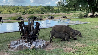  Mjejane Private Game Reserve