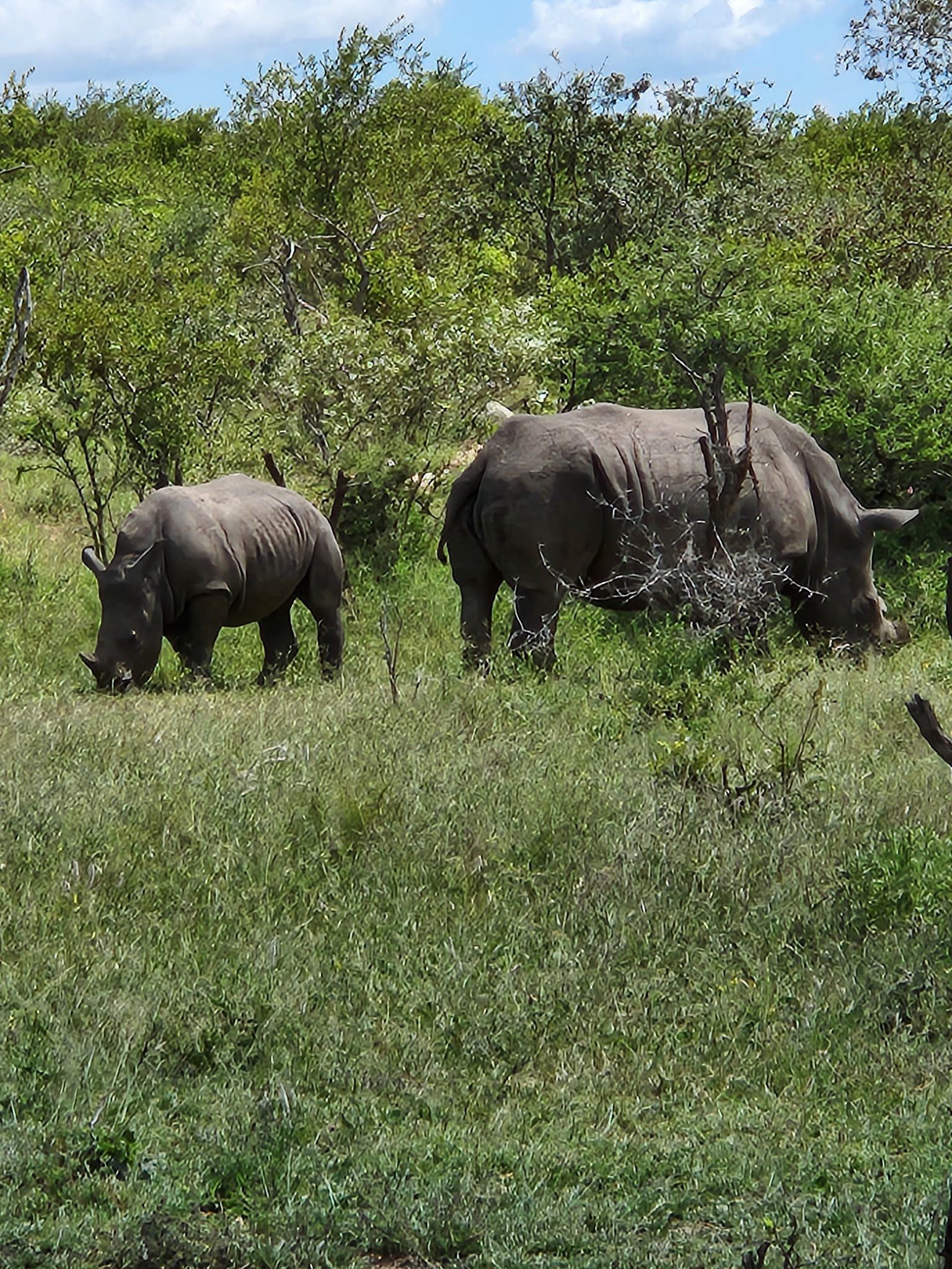  Mjejane Private Game Reserve