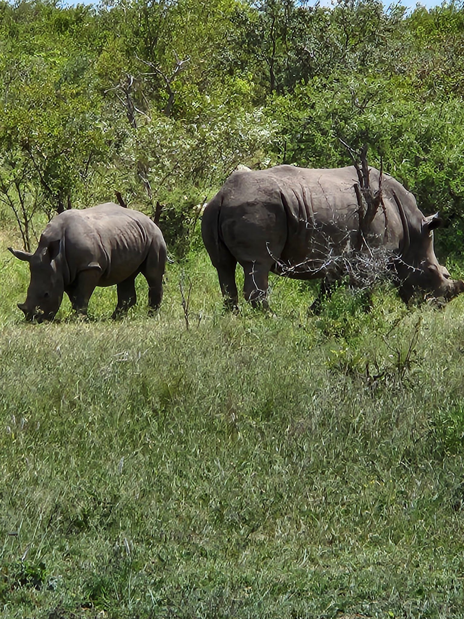  Mjejane Private Game Reserve