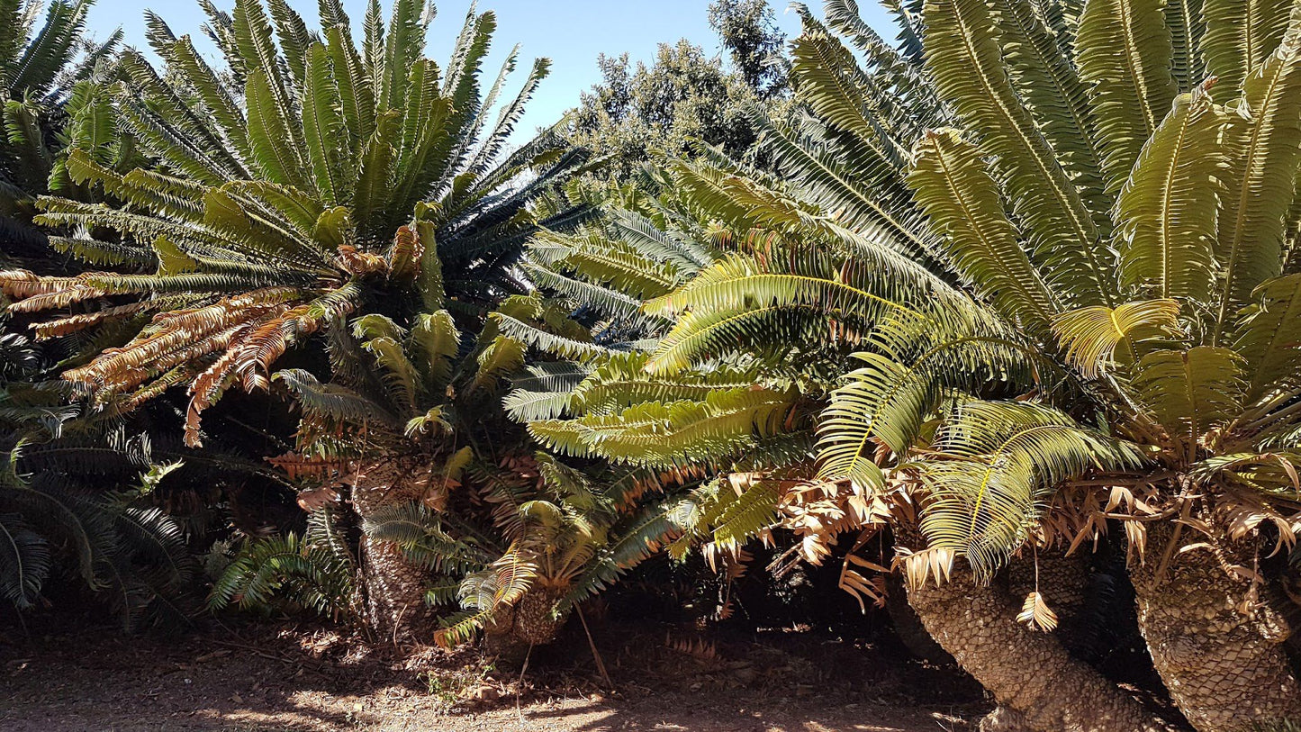  Modjadji Nature Reserve