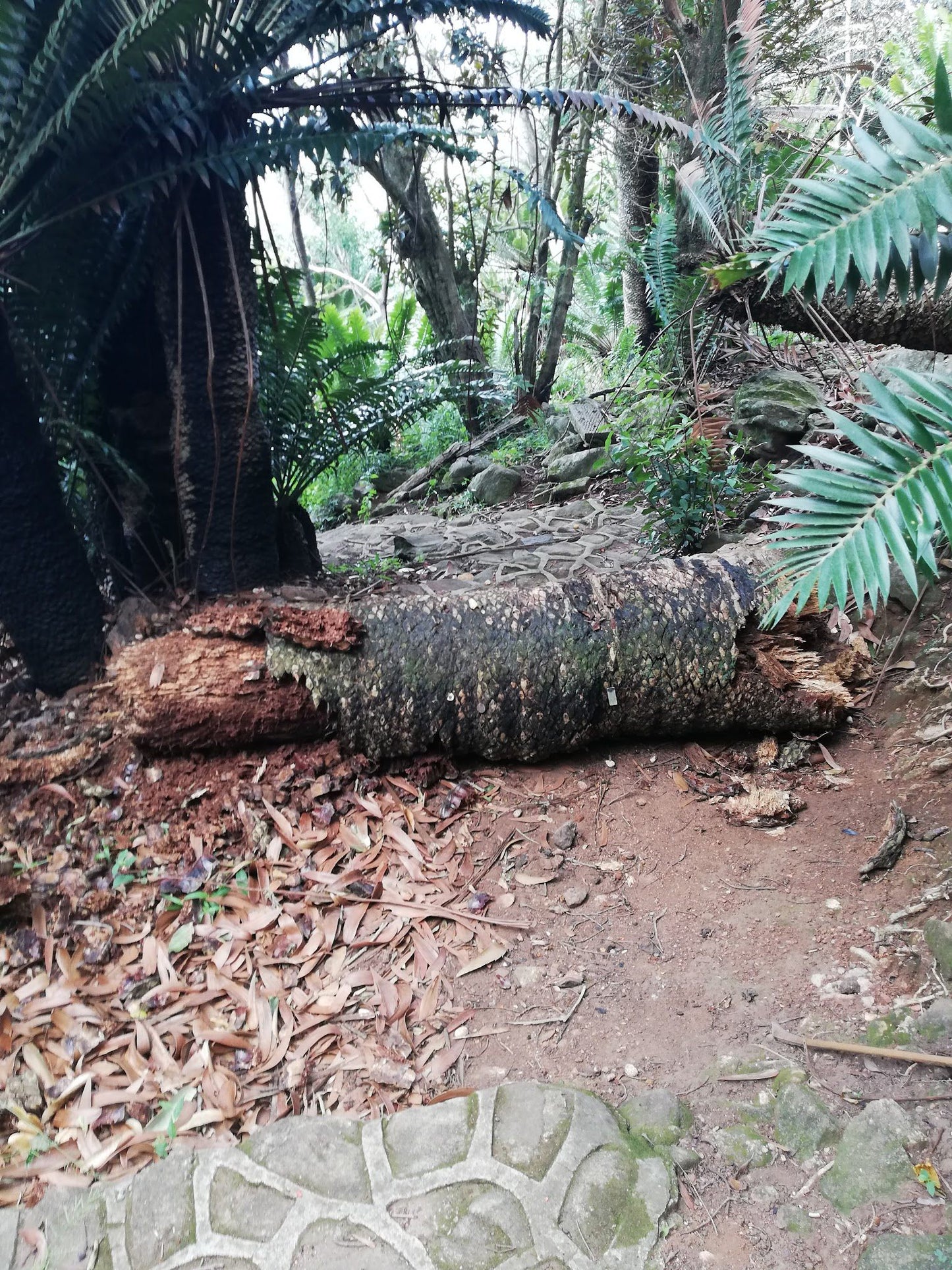  Modjadji Nature Reserve