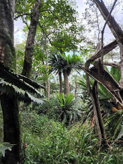  Modjadji Nature Reserve