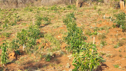  Modjadji Nature Reserve