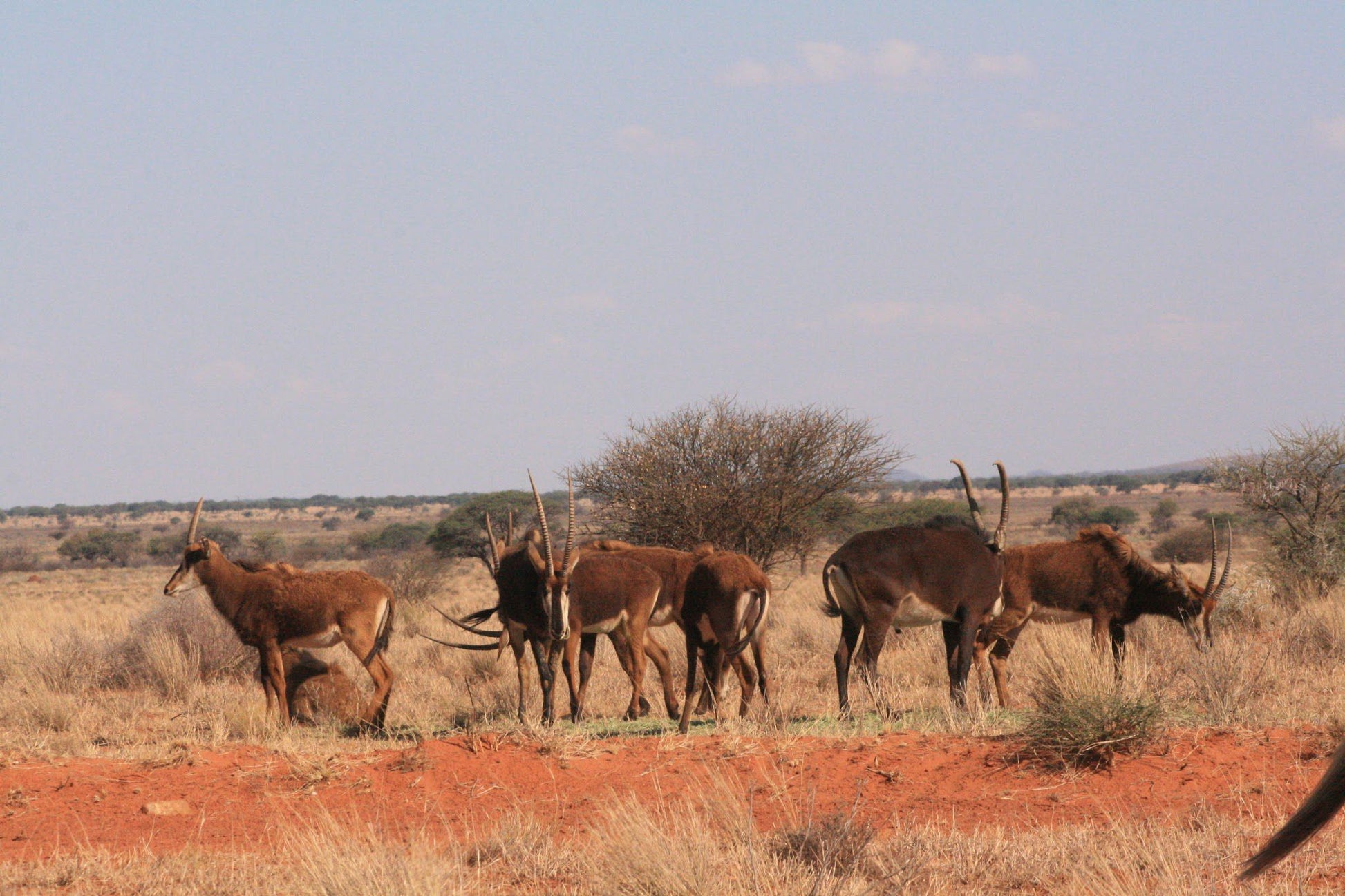  Mokala National Park