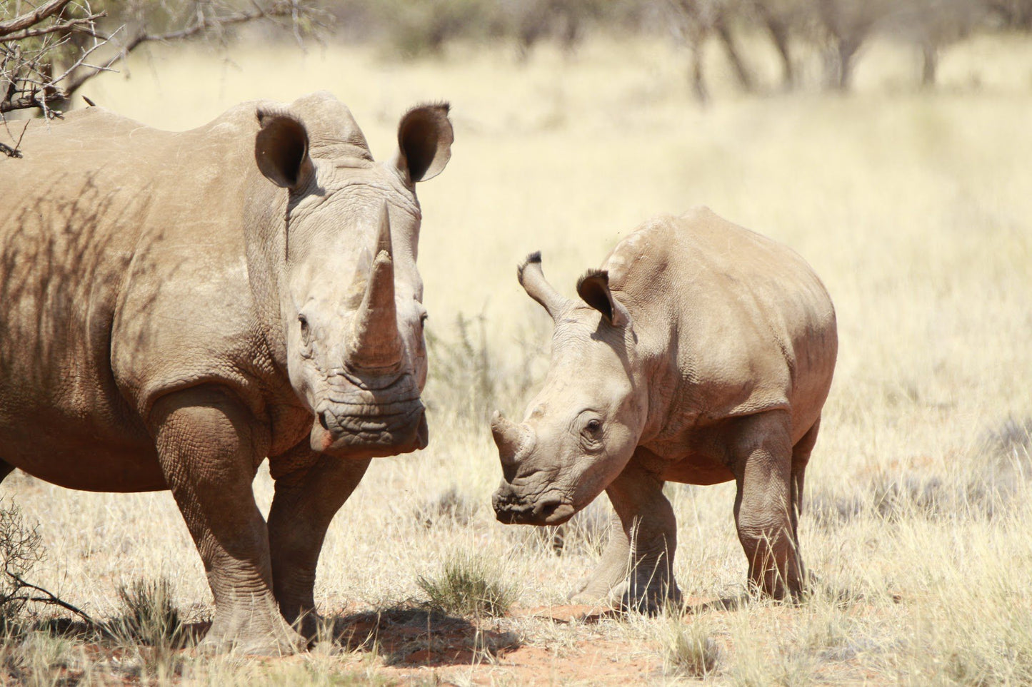  Mokala National Park