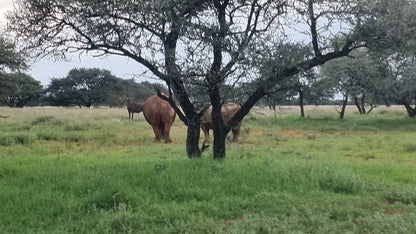  Mokala National Park