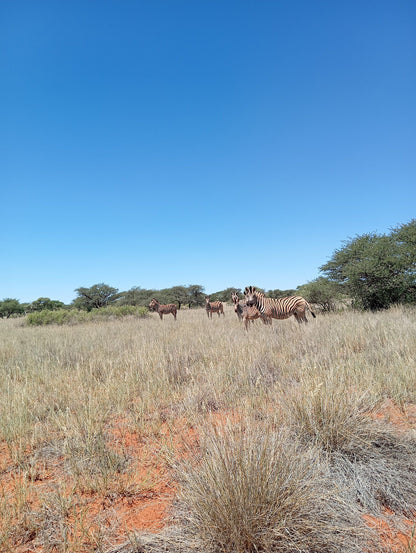  Mokala National Park