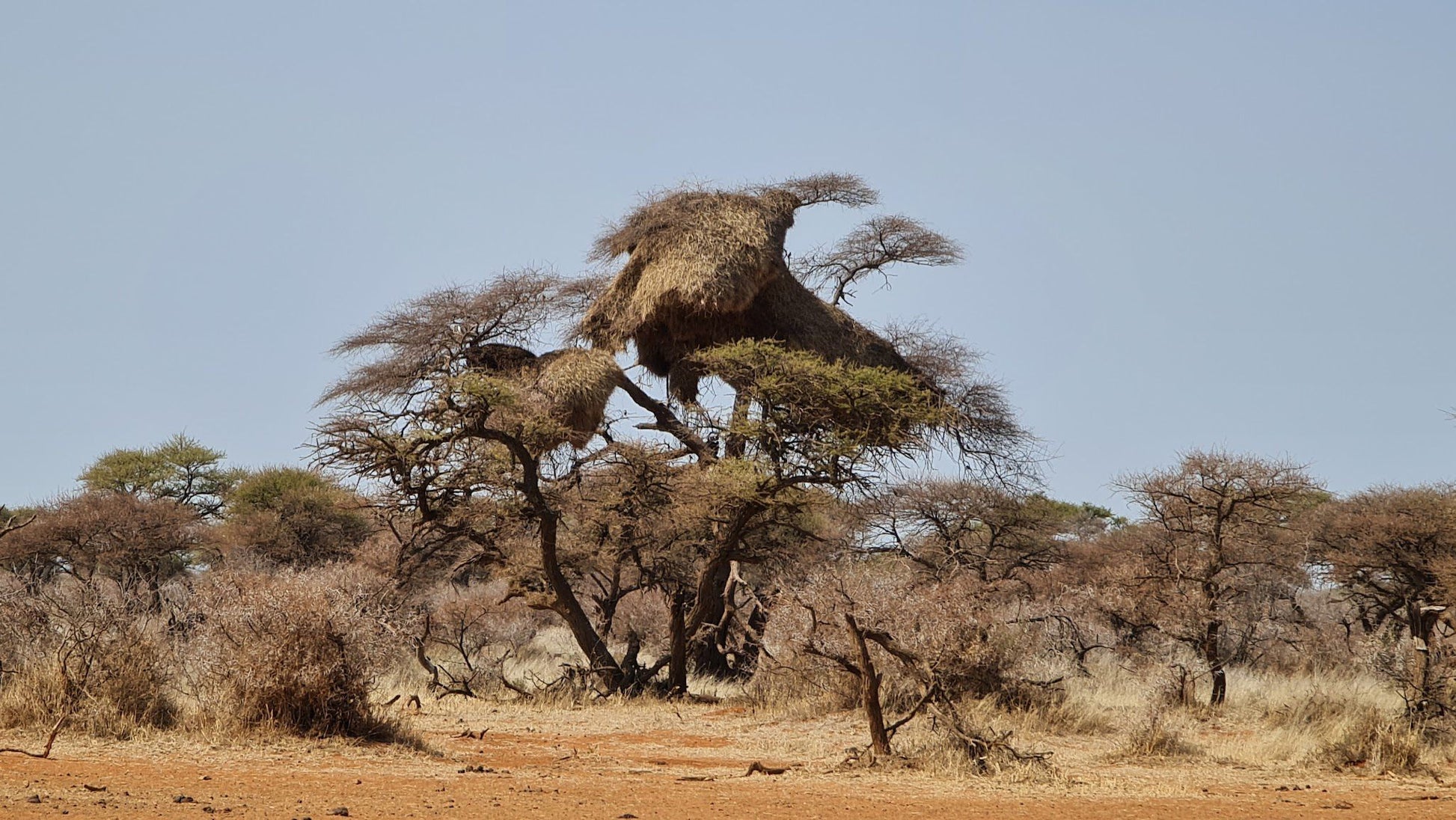  Mokala National Park