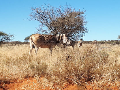  Mokala National Park