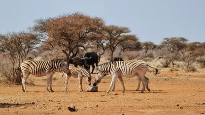  Mokala National Park