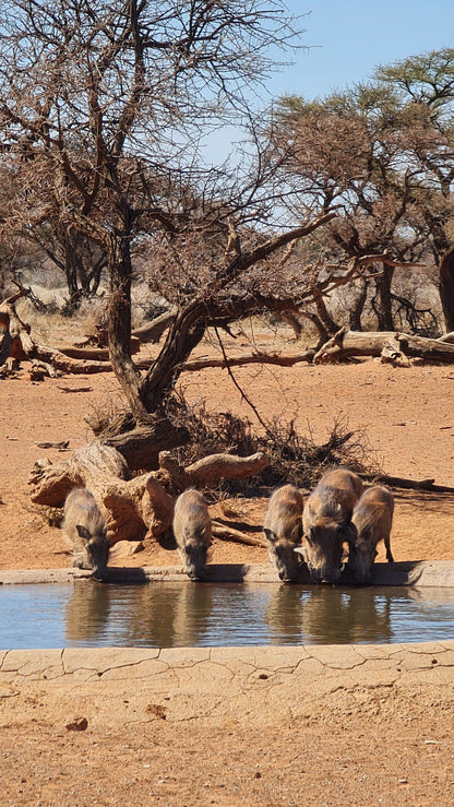  Mokala National Park