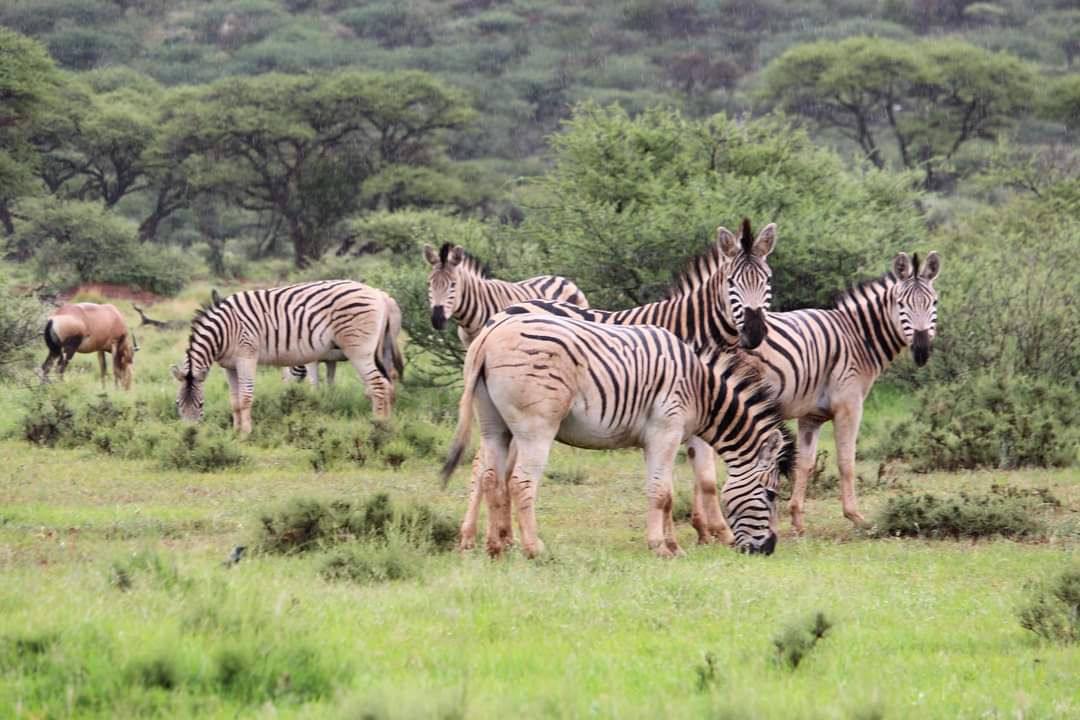  Mokala National Park