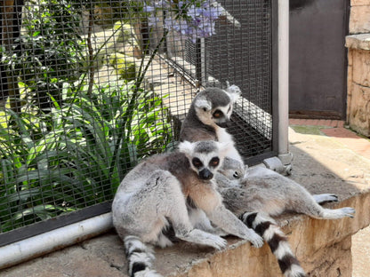  Montecasino Bird Gardens