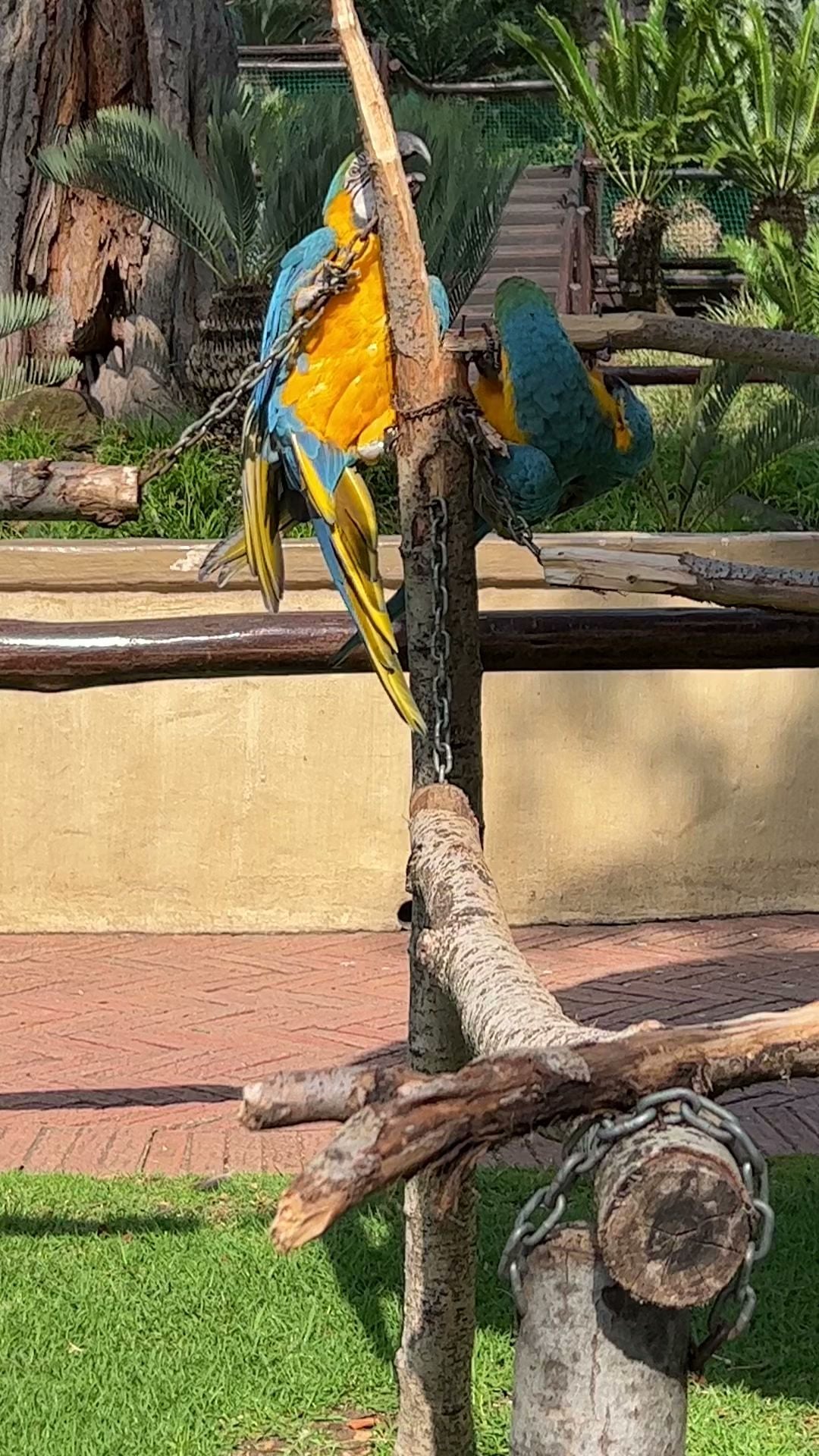  Montecasino Bird Gardens