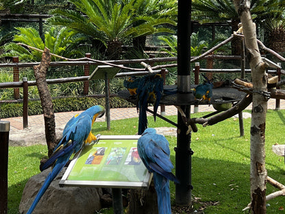  Montecasino Bird Gardens