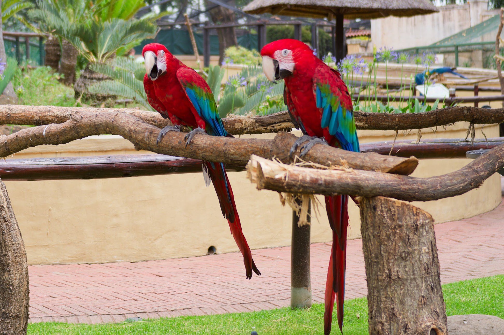  Montecasino Bird Gardens