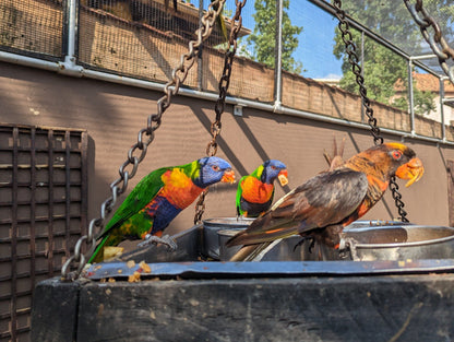  Montecasino Bird Gardens