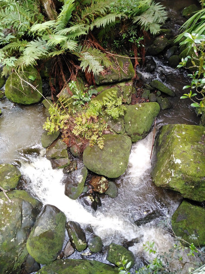  Motitsi Falls @ Graskop Gorge Lift Co