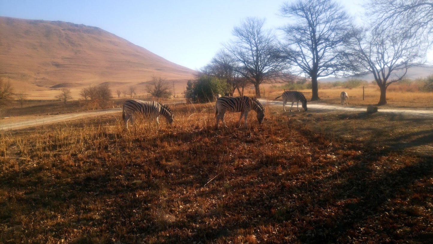  Mount Currie Nature Reserve Kokstad