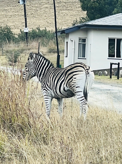  Mount Currie Nature Reserve Kokstad