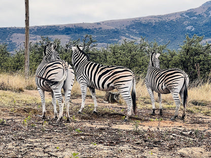  Mount Currie Nature Reserve Kokstad