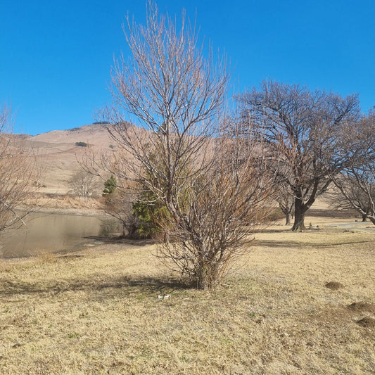  Mount Currie Nature Reserve Kokstad