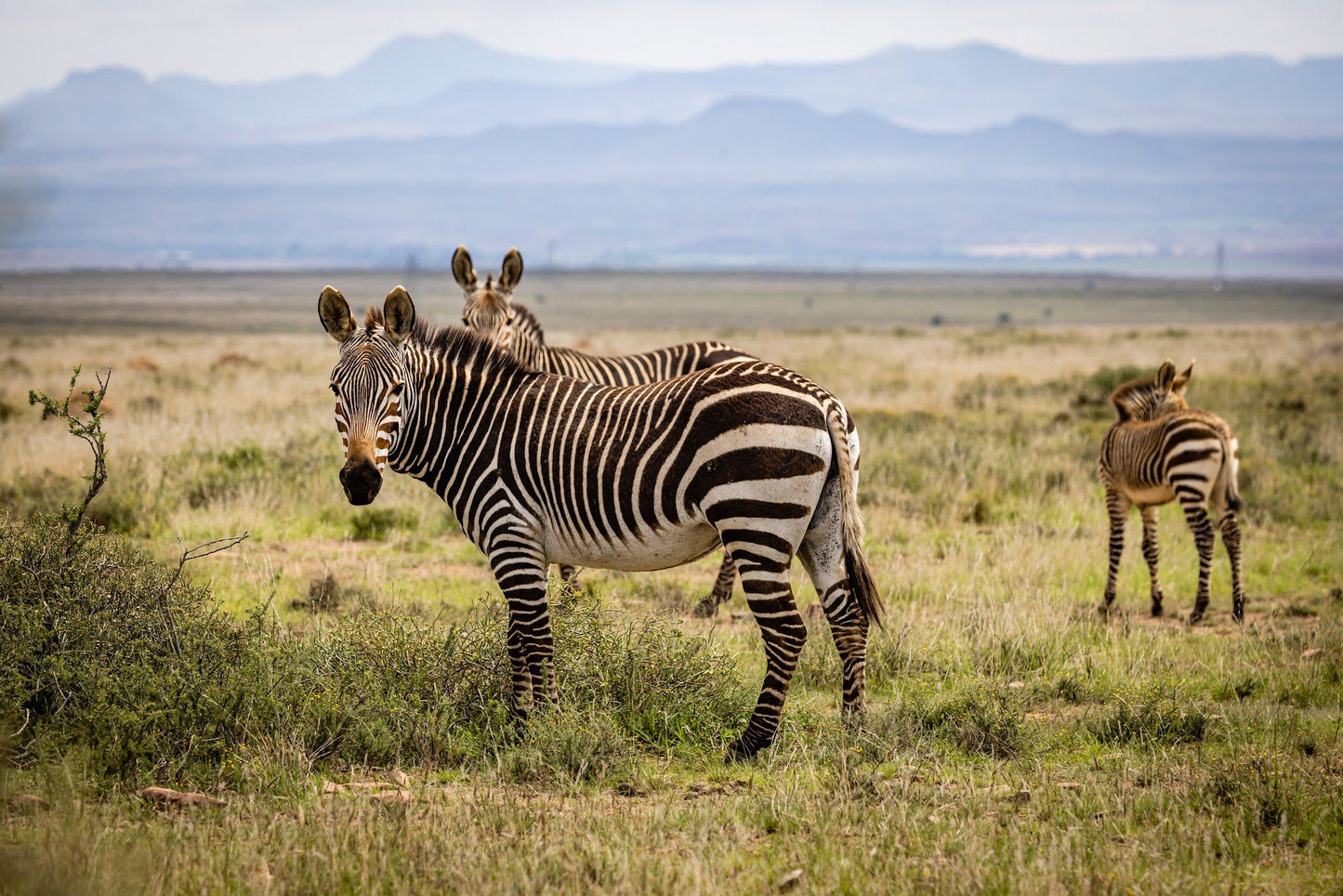  Mountain Zebra National Park