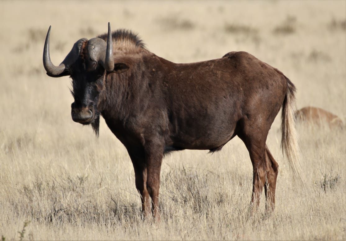  Mountain Zebra National Park