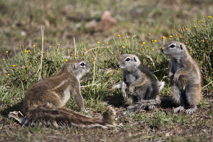  Mountain Zebra National Park