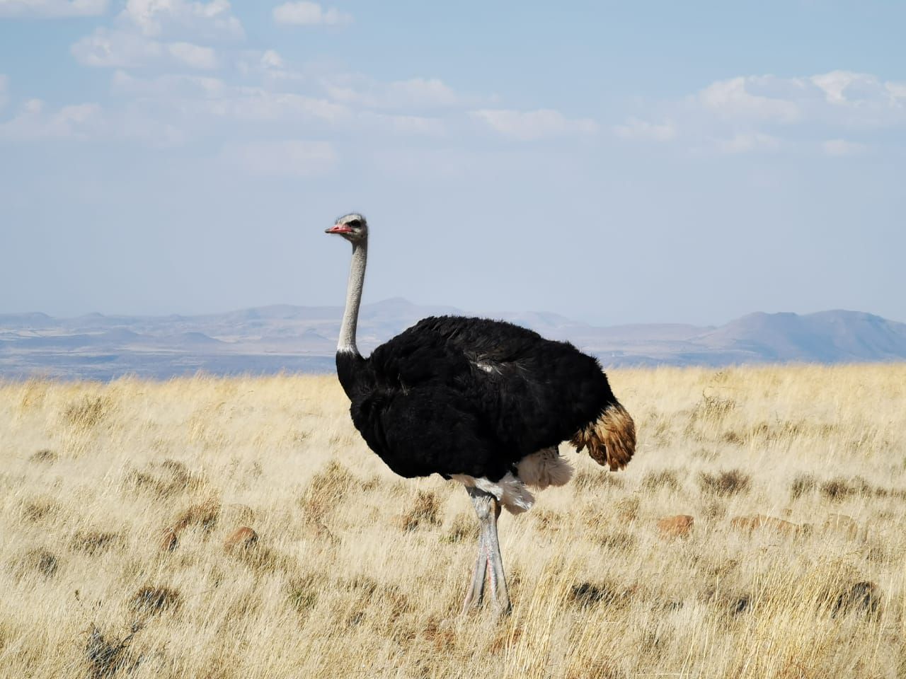  Mountain Zebra National Park