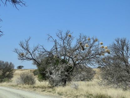  Mountain Zebra National Park