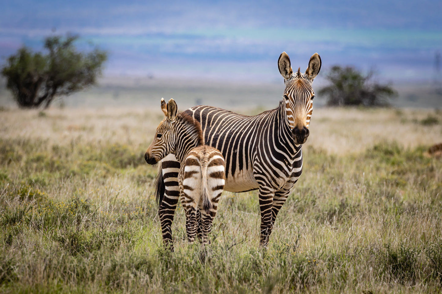  Mountain Zebra National Park