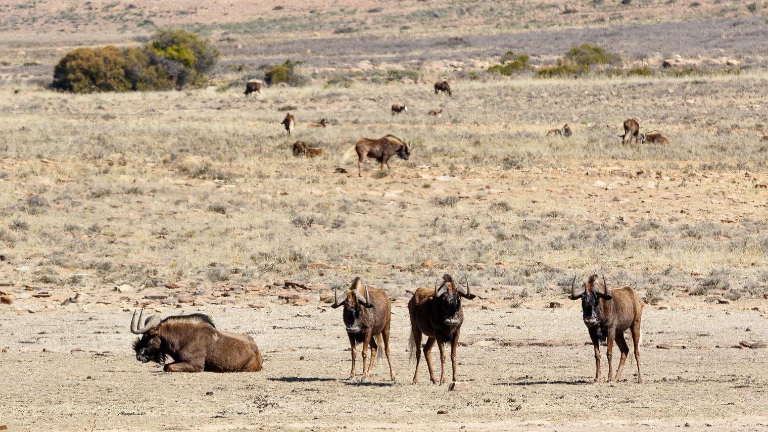  Mountain Zebra National Park