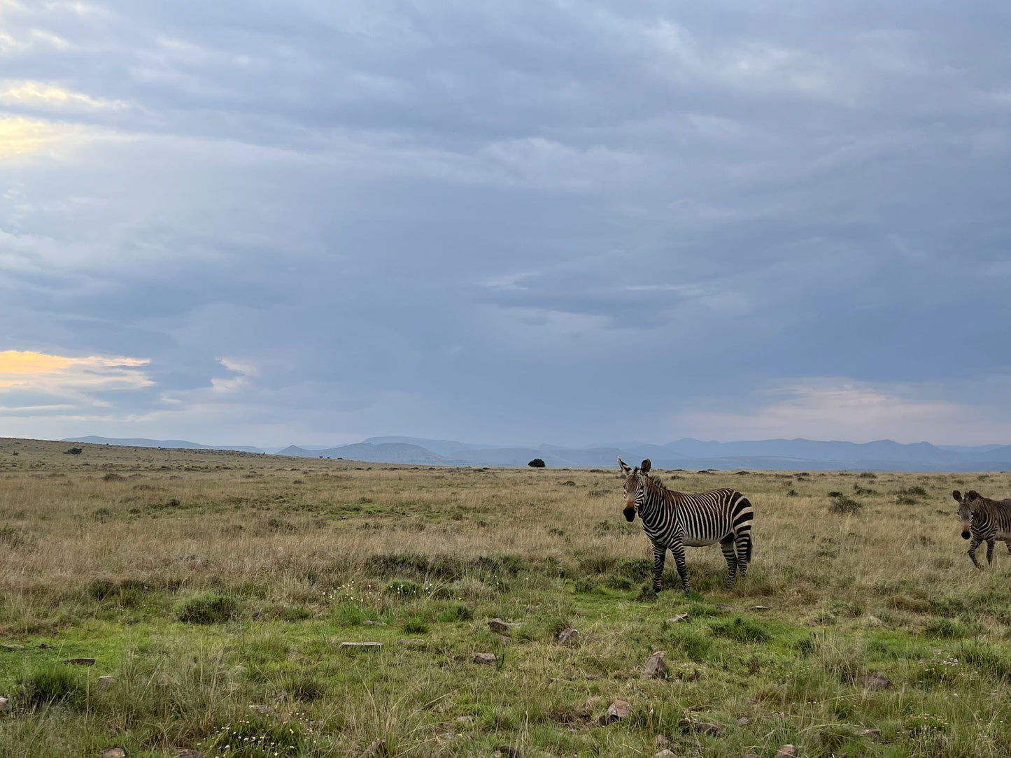  Mountain Zebra National Park