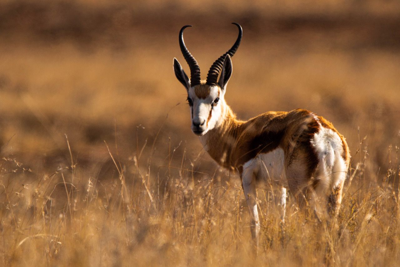  Mountain Zebra National Park