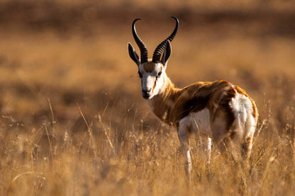  Mountain Zebra National Park