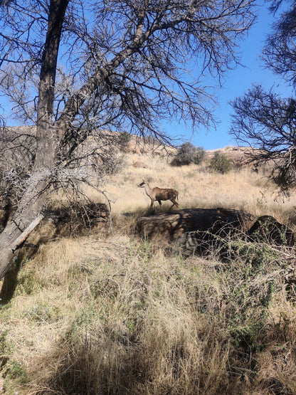  Mountain Zebra National Park