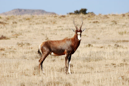  Mountain Zebra National Park