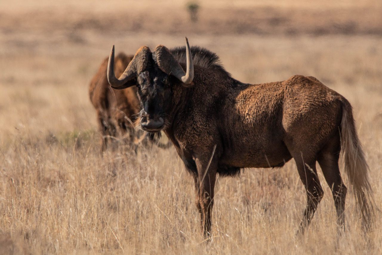  Mountain Zebra National Park