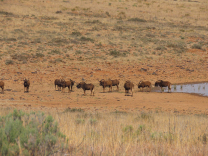  Mountain Zebra National Park