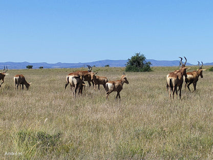  Mountain Zebra National Park