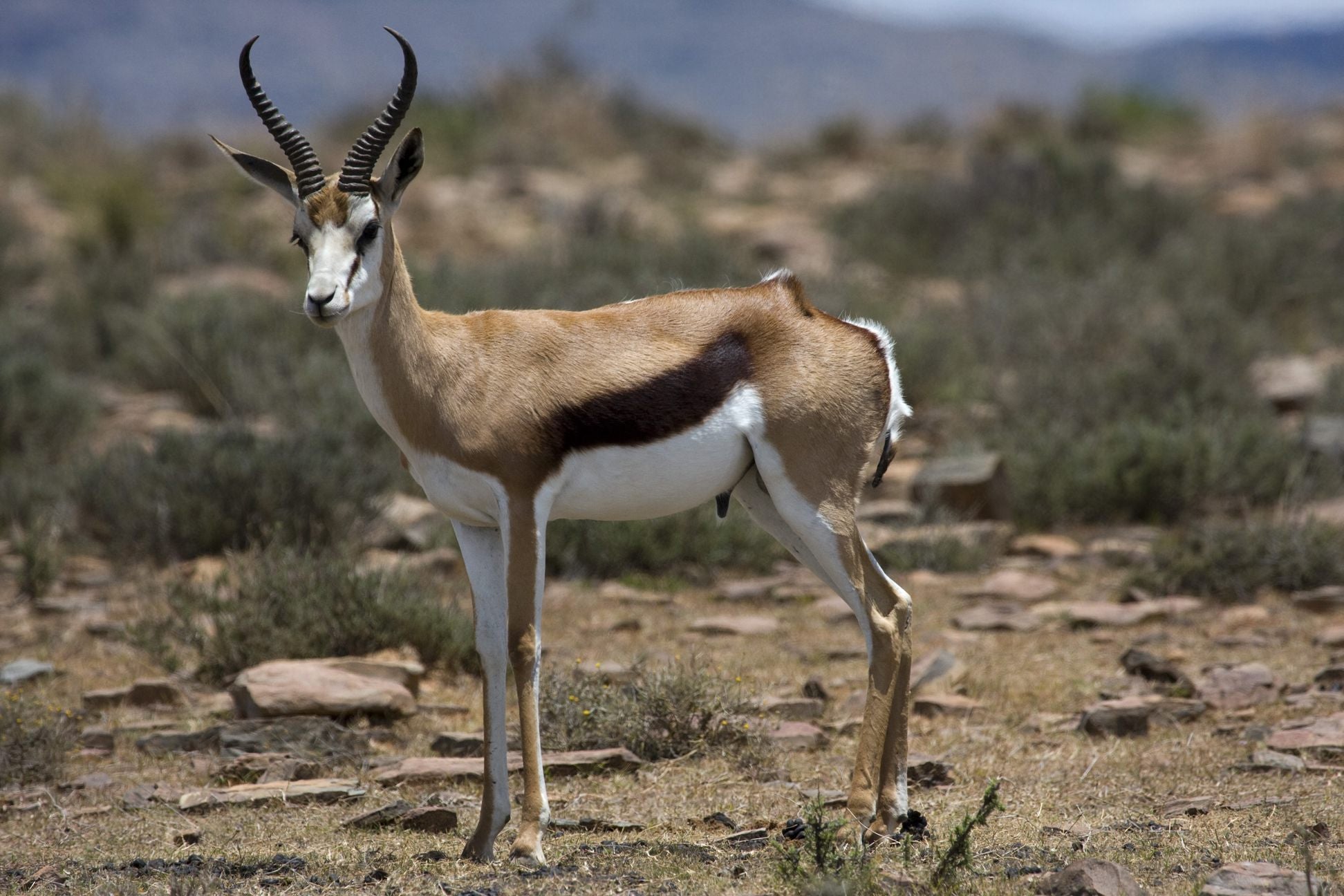  Mountain Zebra National Park