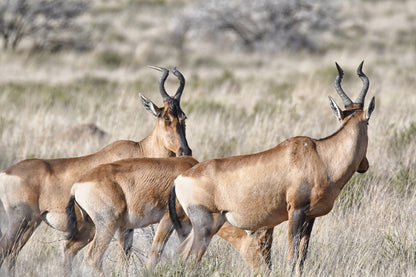  Mountain Zebra National Park