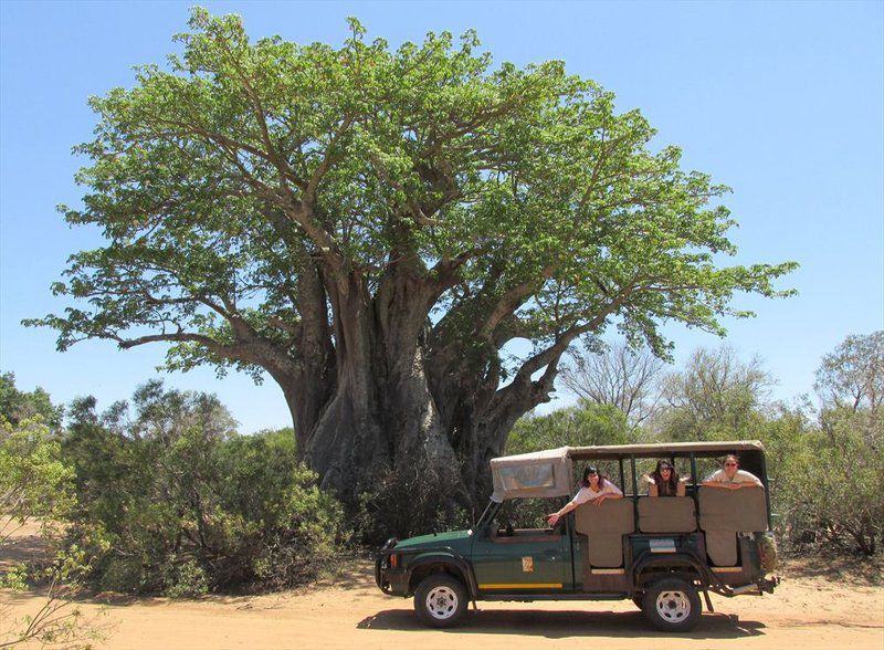Mozambique And Kruger Park 6 Night Safari Tour South Kruger Park Mpumalanga South Africa Complementary Colors, Tree, Plant, Nature, Wood