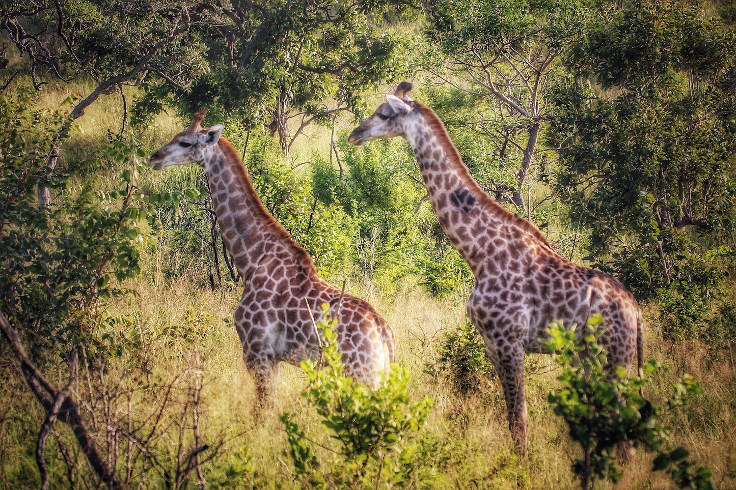  Mthethomusha Game Reserve