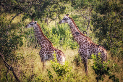  Mthethomusha Game Reserve